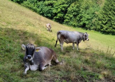 Diverse Grauvieh- Tiere